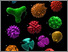 [thumbnail of The-3D-Pollen-library-collection.pdf]