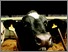 [thumbnail of Robotic milking project brochure.pdf]