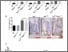 [thumbnail of Figure 1 R1 (002).tif]
