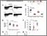 [thumbnail of 1 McCaffertyEtAl_Figure_REV2.pdf]