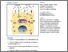 [thumbnail of Citrobacter rodentium Subverts ATP Flux and Cholesterol Homeostasis in Intestinal Epithelial Cells In Vivo.pdf]