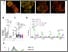 [thumbnail of Fig5]