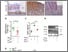 [thumbnail of Fig6]