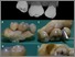 [thumbnail of Fig1]