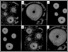 [thumbnail of Fig3]
