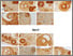 [thumbnail of Sup Fig 4]