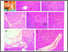 [thumbnail of Fig 6]