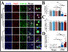 [thumbnail of R2 Figure 5_TDP43_230515.jpg]