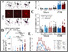 [thumbnail of R2 Figure 6_Iba1b_230725.jpg]