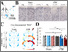 [thumbnail of R2 Figure 3_NeuN_230725.jpg]