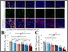 [thumbnail of R2 Figure 4_SMI312 PSD95_230725.jpg]