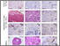 [thumbnail of Figure 2]