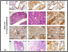 [thumbnail of Figure 3]