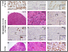 [thumbnail of Figure 4]