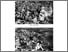 [thumbnail of 2013 Mussolini.pdf]
